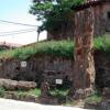 Árbol Fósil