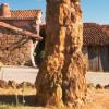 Árbol Fósil
