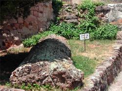 Árbol Fosil