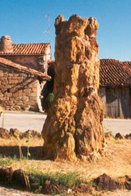 Árbol Fosil